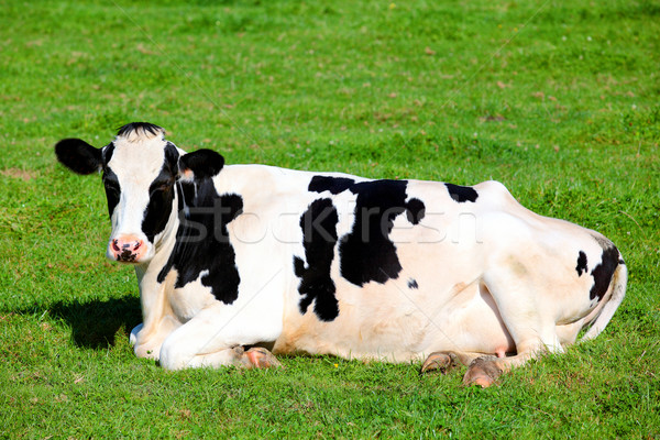 Black and white cow lying down on the grass Stock photo © vwalakte