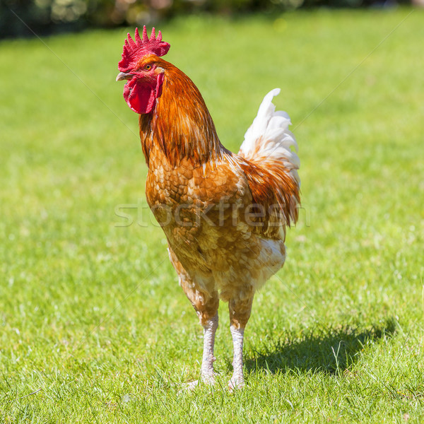 Beautiful cock on green grass Stock photo © vwalakte