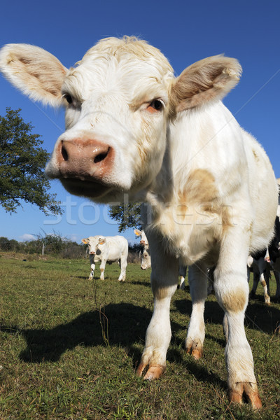 Stock fotó: Kíváncsi · aranyos · farm · nyár · égbolt · természet