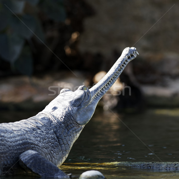 Groß Schnauze Krokodil ruhend Seite See Stock foto © vwalakte