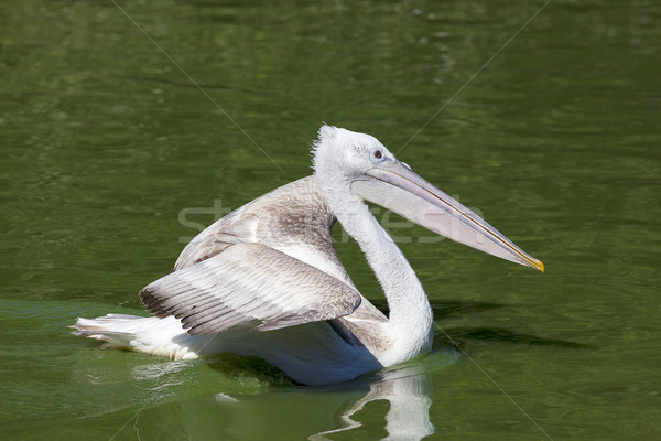 White pelican swimming Stock photo © vwalakte