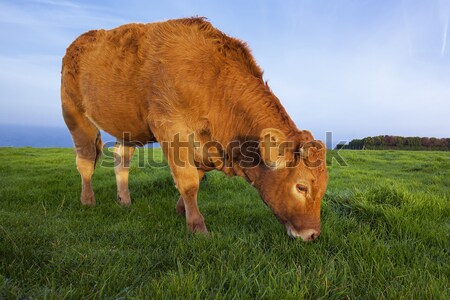 Panoramic view of brown cow  Stock photo © vwalakte