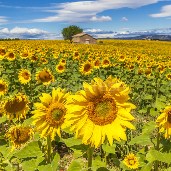 Stock photo: Beautiful landscape with sunflower field