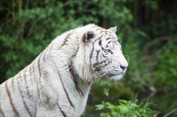 Blanche tigre portrait sombre pouvoir regarder [[stock_photo]] © vwalakte