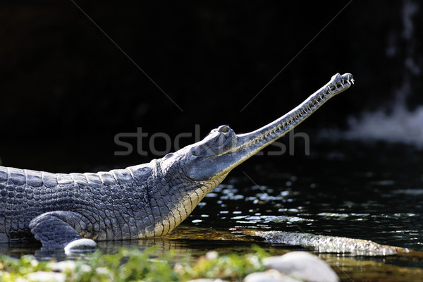 Hosszú ormány krokodil pihen oldal tó Stock fotó © vwalakte