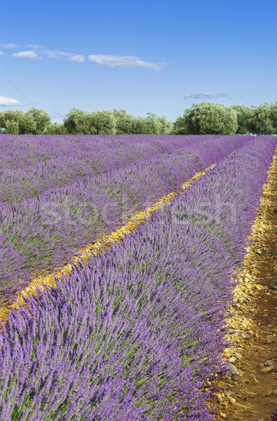 Lavender field with blue sky Stock photo © vwalakte