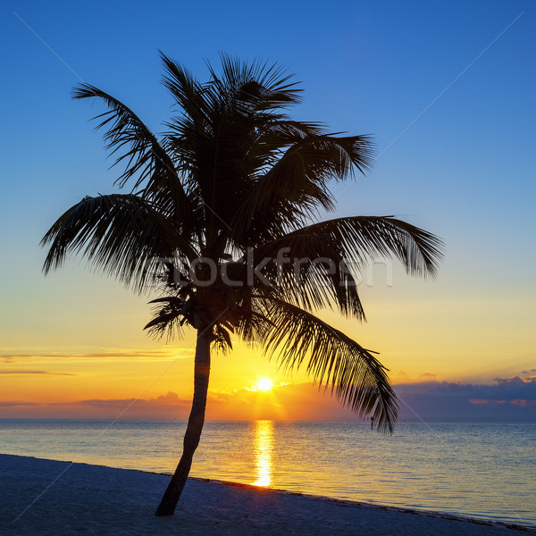 View of Beach with palm tree at sunset Stock photo © vwalakte