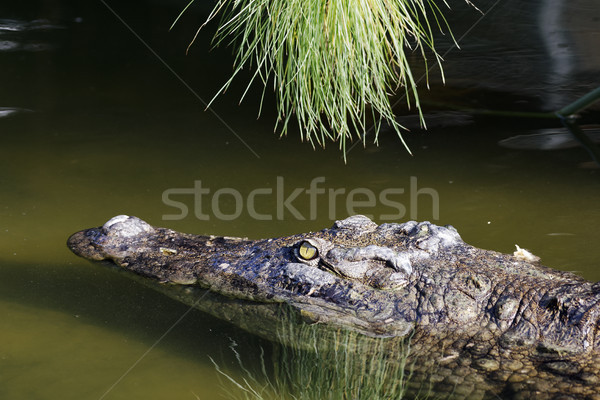 dangerous eye Stock photo © vwalakte