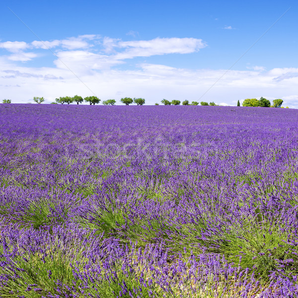 View of Lavender field with trees in Provence Stock photo © vwalakte