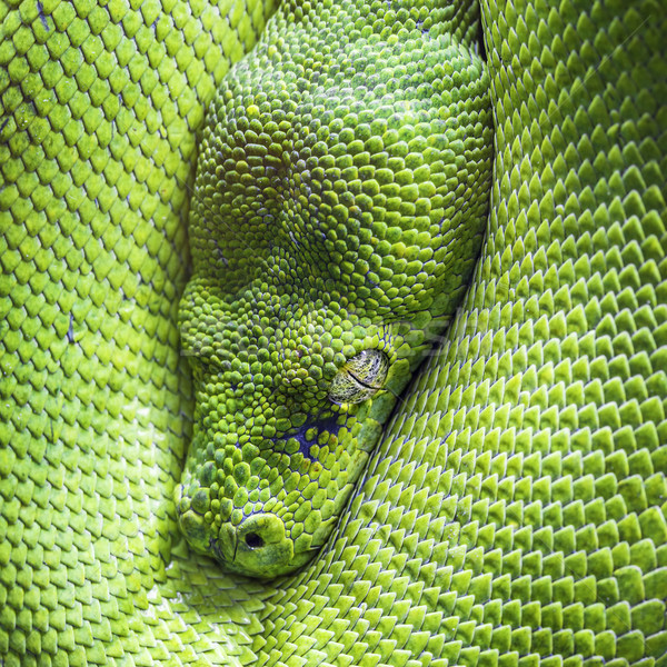 Pitón ojo verde tropicales escala Foto stock © vwalakte