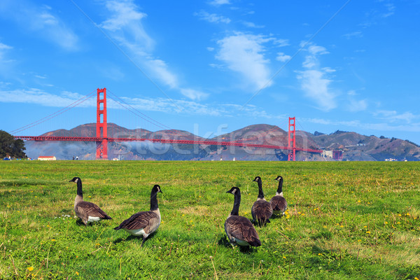 Golden Gate Bridge with gooses  Stock photo © vwalakte