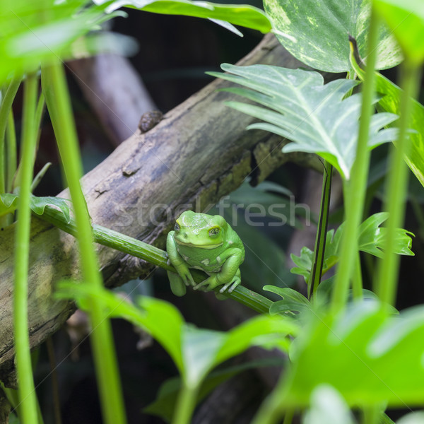 Stock photo: View of Green monkey frog