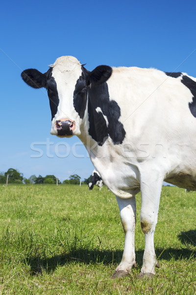 View of beautiful cow on green grass Stock photo © vwalakte