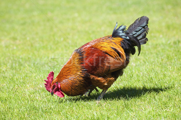 Brown cock on green grass Stock photo © vwalakte