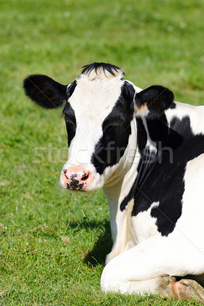 Black and white cow lying down on green grass Stock photo © vwalakte