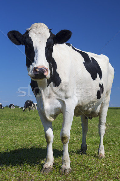 Beautiful cow on green grass Stock photo © vwalakte