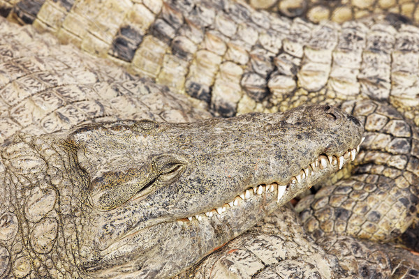 sleeping crocodiles Stock photo © vwalakte