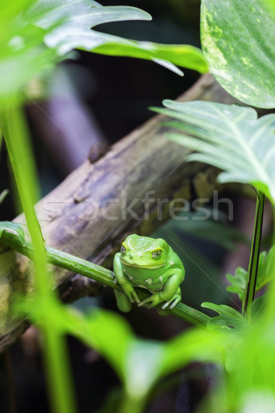 Stock photo: Green monkey tree frog