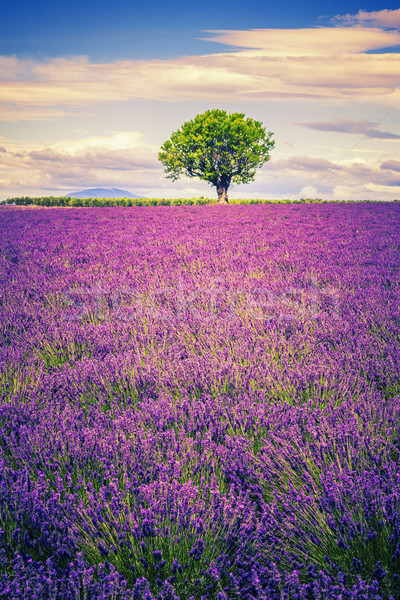 lavender at sunset Stock photo © vwalakte