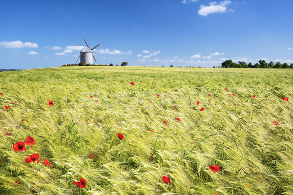 Windmill and wheat field Stock photo © vwalakte