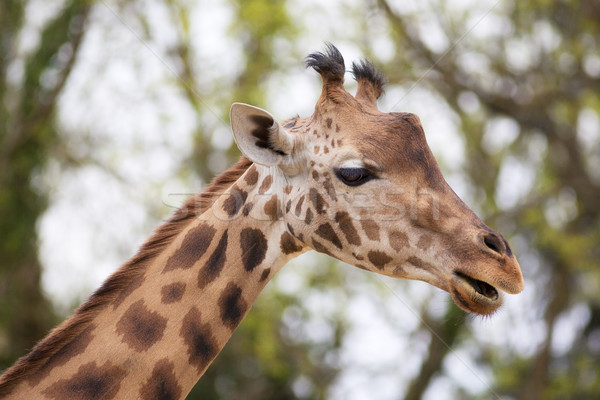 giraffe Stock photo © vwalakte