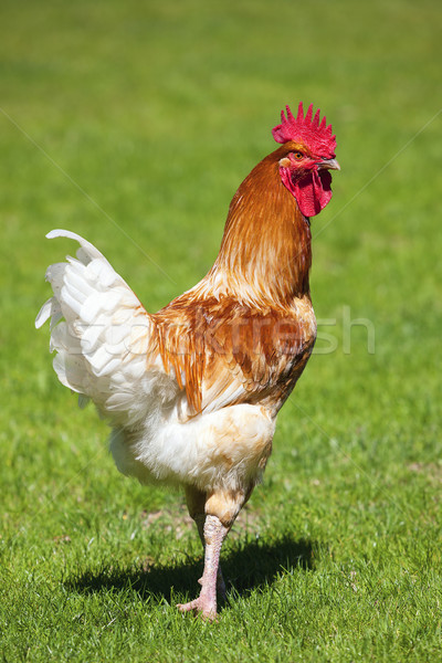 Beautiful cock on green grass Stock photo © vwalakte