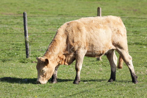 корова только пастбище зеленый области фермы Сток-фото © vwalakte