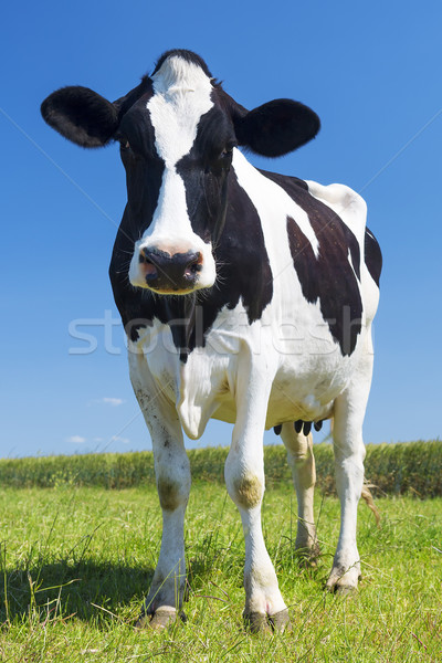 Portrait of cow on green grass Stock photo © vwalakte