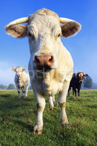 Cow in the morning light Stock photo © vwalakte