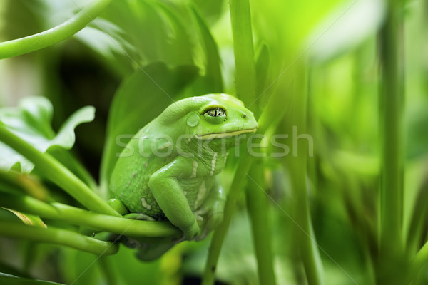 Monkey Frog  Stock photo © vwalakte