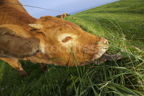 Vacă normandia Franta iarbă mare verde Imagine de stoc © vwalakte