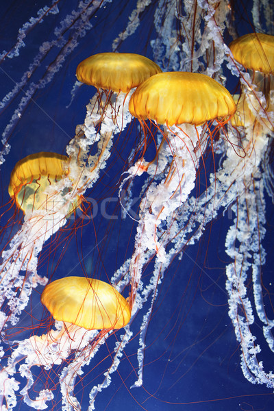 Méduse bleu océan eau résumé mer [[stock_photo]] © vwalakte