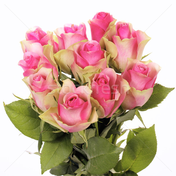 Stock photo: pink roses square
