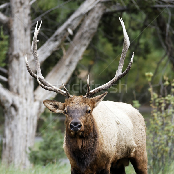 Portrait cerfs adulte rouge automne automne [[stock_photo]] © vwalakte