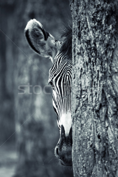 Zebra portret achter boom gras zonsondergang Stockfoto © vwalakte