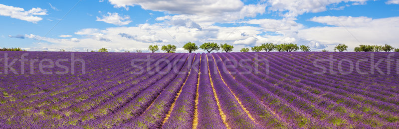 Panoramic view of Lavender field Stock photo © vwalakte