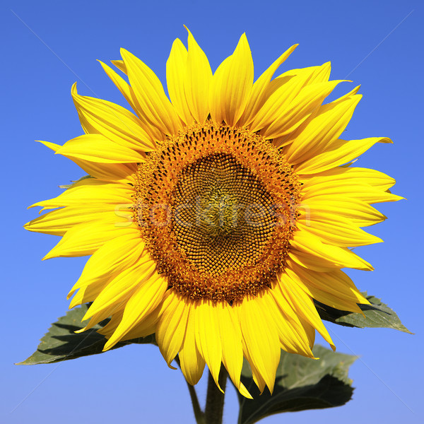 向日葵 蓝天 光明 太阳 灯 天空 sunflower over