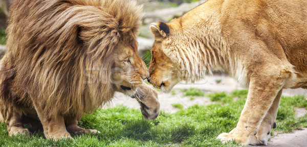 Lion and Lioness Stock photo © vwalakte