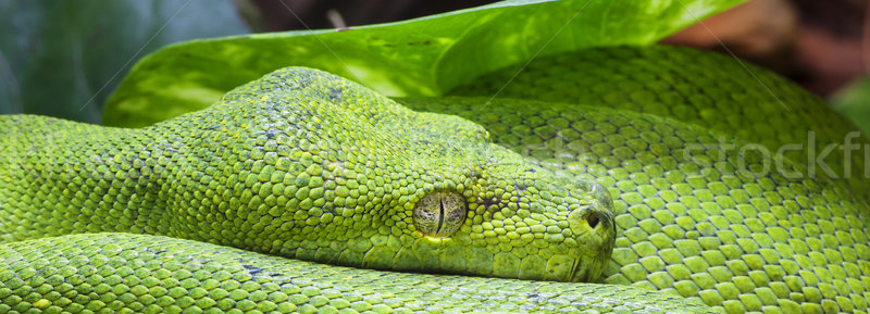 Panorámakép zöld piton kilátás textúra trópusi Stock fotó © vwalakte