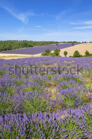 View of Lavender field in Provence Stock photo © vwalakte