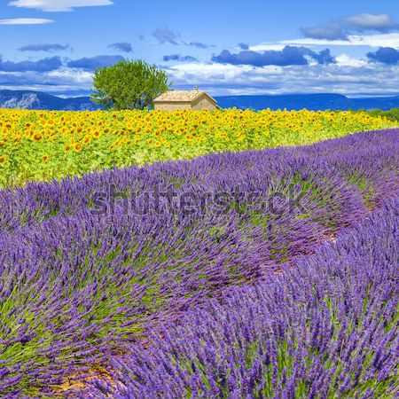 View of lavender and sunflower field Stock photo © vwalakte