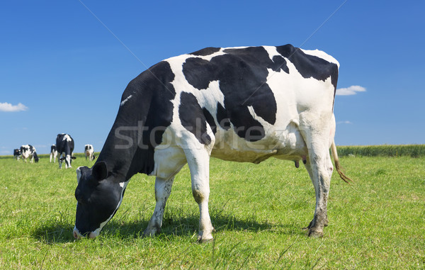 Cow grazing grass Stock photo © vwalakte