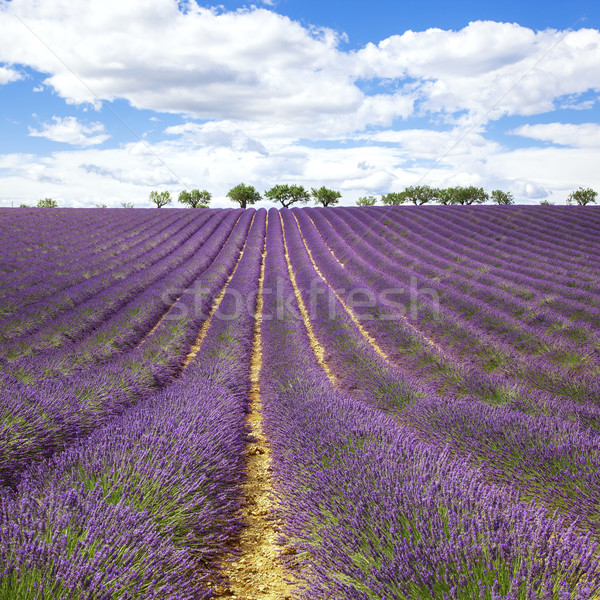 Beautiful lavender field Stock photo © vwalakte