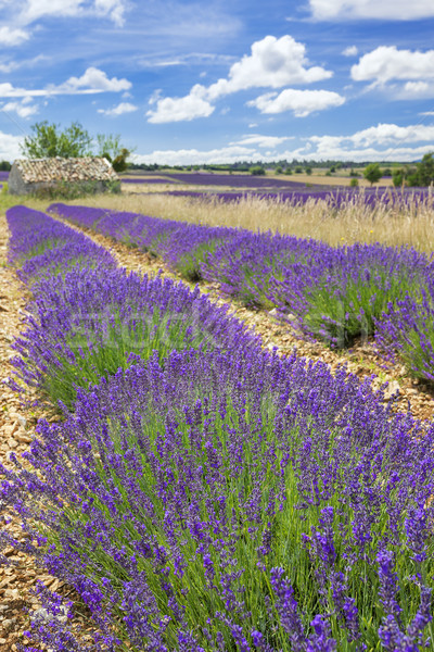 Lavender country Stock photo © vwalakte