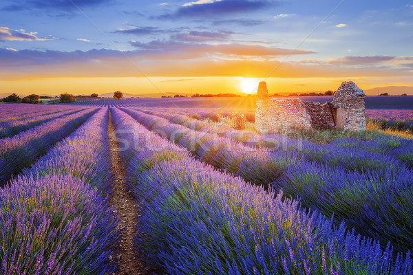 Stock photo: purple lavender filed in Valensole at sunset