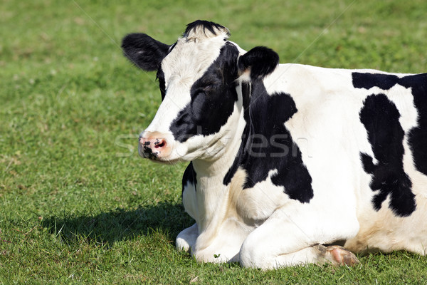 lying down on the grass Stock photo © vwalakte