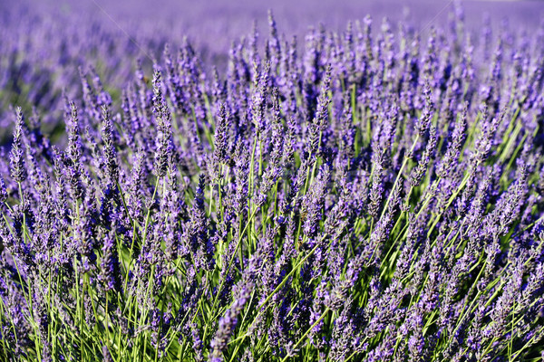rich lavender Stock photo © vwalakte