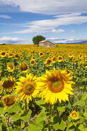 Foto stock: Girassol · campo · nublado · blue · sky · céu · árvore