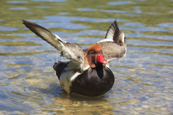 duck on a lake mooving wings Stock photo © vwalakte