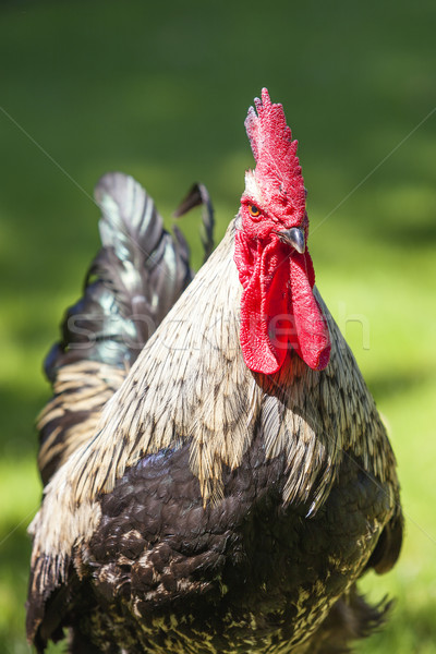 Portrait of cock Stock photo © vwalakte